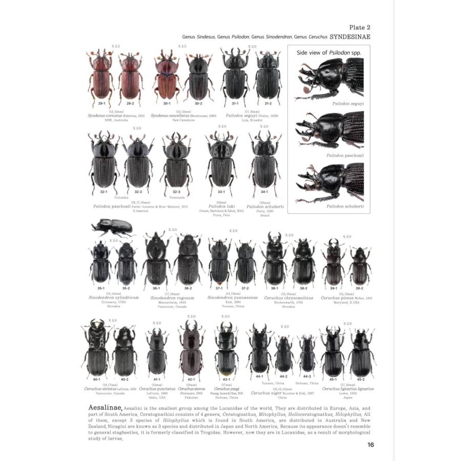【限定著者サイン入り】LUCANIDAE OF THE WORLD（英語・韓国語） 限定著者サイン入り LUCANIDAE OF THE WORLD