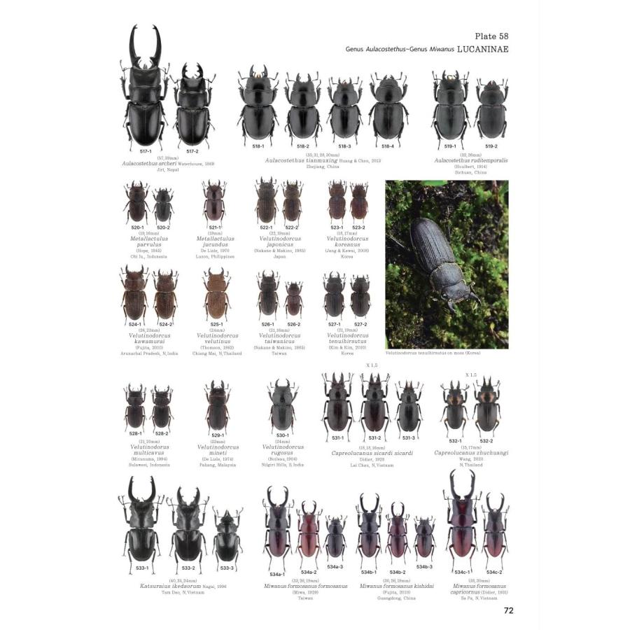 【限定著者サイン入り】LUCANIDAE OF THE WORLD（英語・韓国語） 限定著者サイン入り LUCANIDAE OF THE WORLD