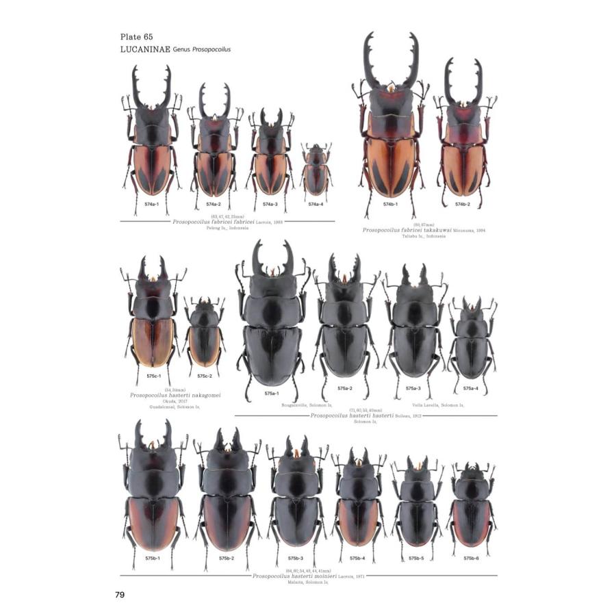 【限定著者サイン入り】LUCANIDAE OF THE WORLD（英語・韓国語） 限定著者サイン入り LUCANIDAE OF THE WORLD