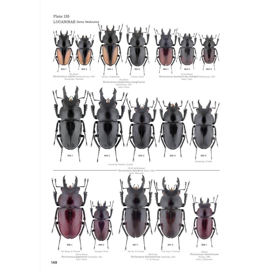 【限定著者サイン入り】LUCANIDAE OF THE WORLD（英語・韓国語） 限定著者サイン入り LUCANIDAE OF THE WORLD