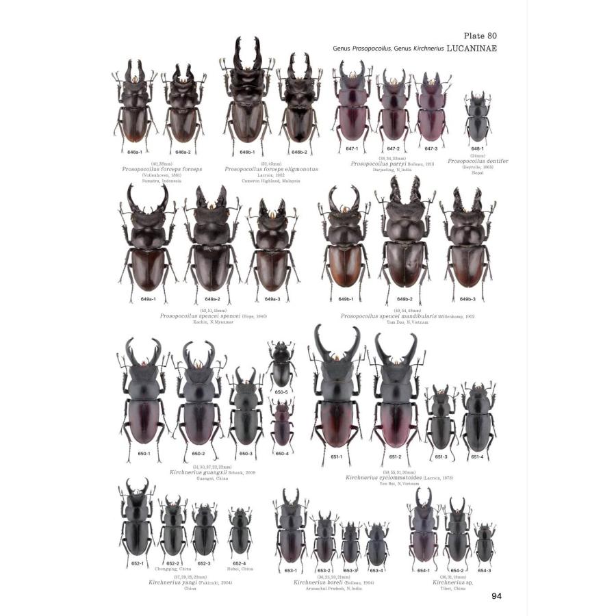 【限定著者サイン入り】LUCANIDAE OF THE WORLD（英語・韓国語） 限定著者サイン入り LUCANIDAE OF THE WORLD