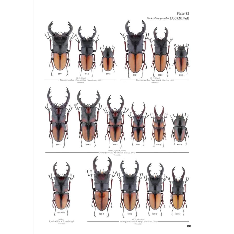 【限定著者サイン入り】LUCANIDAE OF THE WORLD（英語・韓国語） 限定著者サイン入り LUCANIDAE OF THE WORLD
