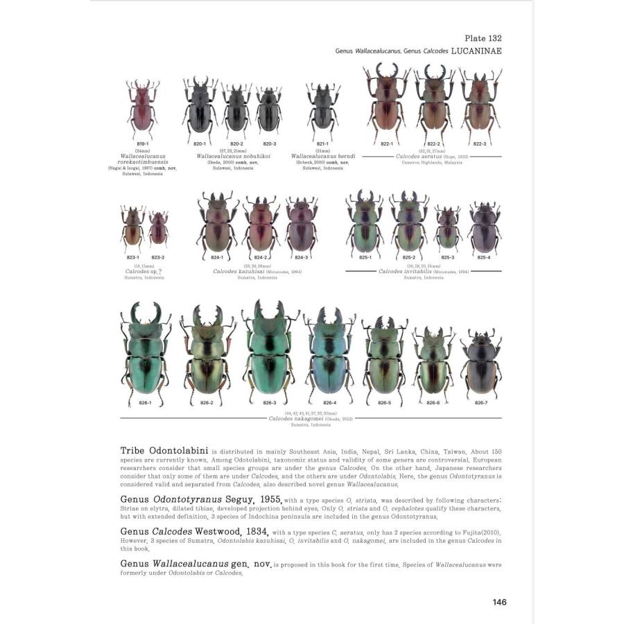 【限定著者サイン入り】LUCANIDAE OF THE WORLD（英語・韓国語） 限定著者サイン入り LUCANIDAE OF THE WORLD