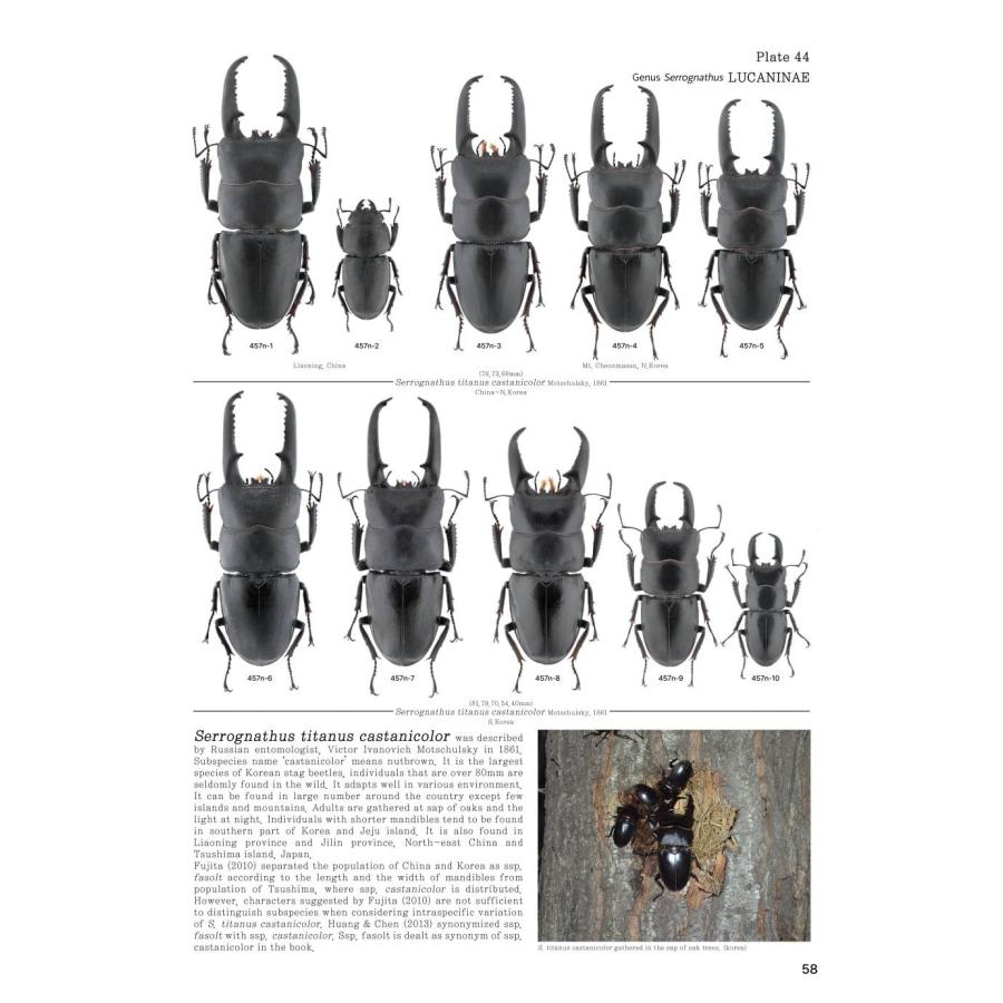 【限定著者サイン入り】LUCANIDAE OF THE WORLD（英語・韓国語） 限定著者サイン入り LUCANIDAE OF THE WORLD