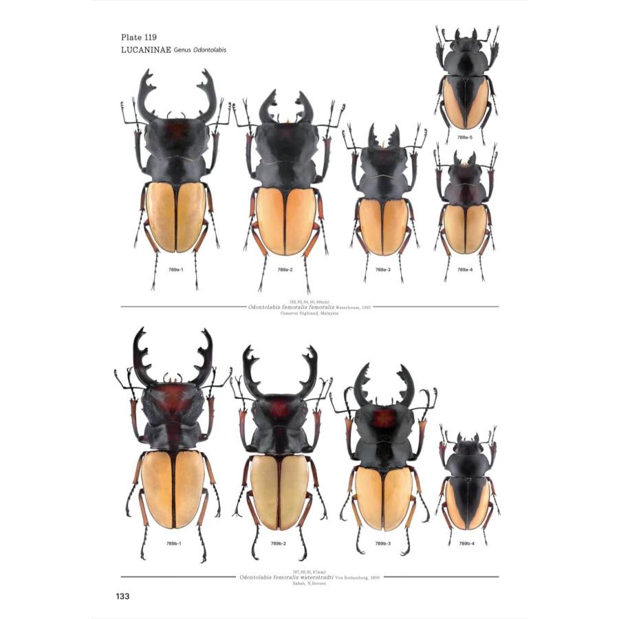 【限定著者サイン入り】LUCANIDAE OF THE WORLD（英語・韓国語） 限定著者サイン入り LUCANIDAE OF THE WORLD