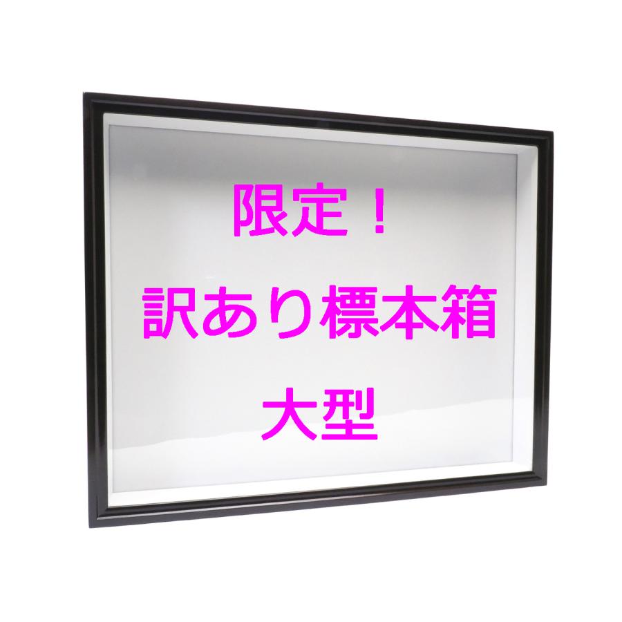【訳あり限定特価品】【大薄型】ドイツ型標本箱【UVカット】※説明文を読んで了承しました | 