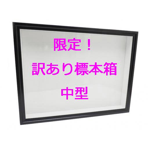 【訳あり限定特価品】中型ドイツ型標本箱※説明文を読んで了承しました | 