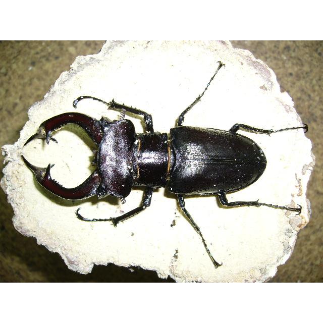 アクベシアヌスミヤマクワガタペア