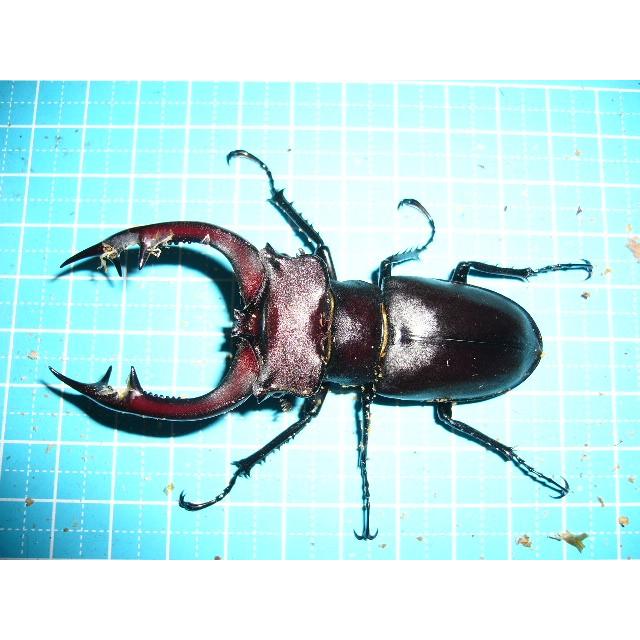 50 Off アクベシアヌスミヤマクワガタ ｍｍペア Akbesianus40 Insectgreenhouse 通販 Yahoo ショッピング 人気ブランドを Www Maxipiso Com Ar