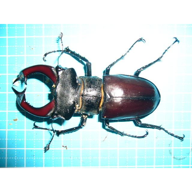 ヨーロッパミヤマクワガタ♂70mmペア : insectGreenHouse