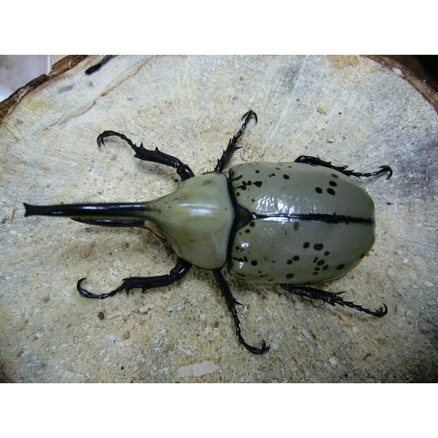グラントシロカブト♂65mmUPペア : insectGreenHouse - 通販 - Yahoo 