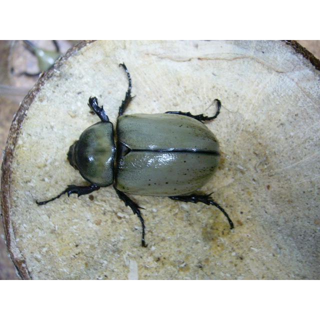 グラントシロカブト♂65mmUPペア : insectGreenHouse - 通販 - Yahoo 