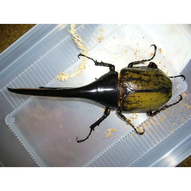 人気満点 ヘラクレスヘラクレス 159mmペア Herakuresu159pr Insectgreenhouse 通販 Yahoo ショッピング 日本最大級 Southpointbd Com