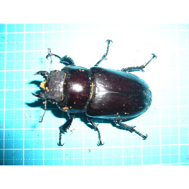 ユダイクスミヤマクワガタ♂98mmペア : insectGreenHouse - 通販