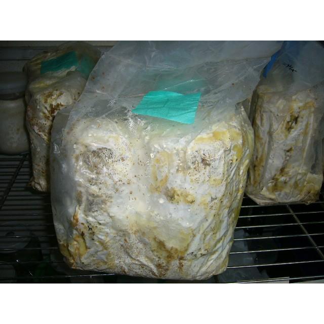 植菌ニクウスバ材M2玉 : insectGreenHouse - 通販 - Yahoo!ショッピング