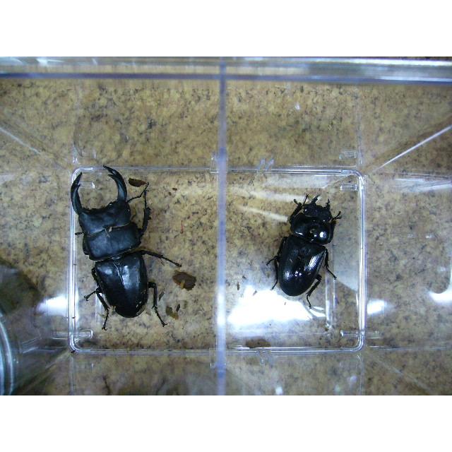国産オオクワガタ　能勢ＹＧ78㎜ペア オオクワガタ（能勢YG血統） ♂83mm／♀53mm 成虫ペア