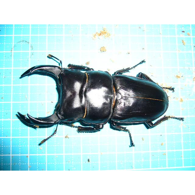 能勢オオクワガタ　SR血統 オオクワガタ能勢産SR血統♂79mmペア : insectGreenHouse - 通販