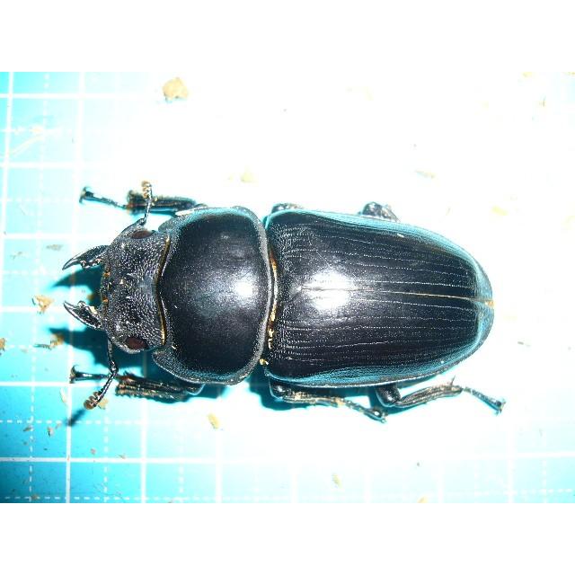 オオクワガタ能勢産SR血統♂79mmペア : insectGreenHouse - 通販