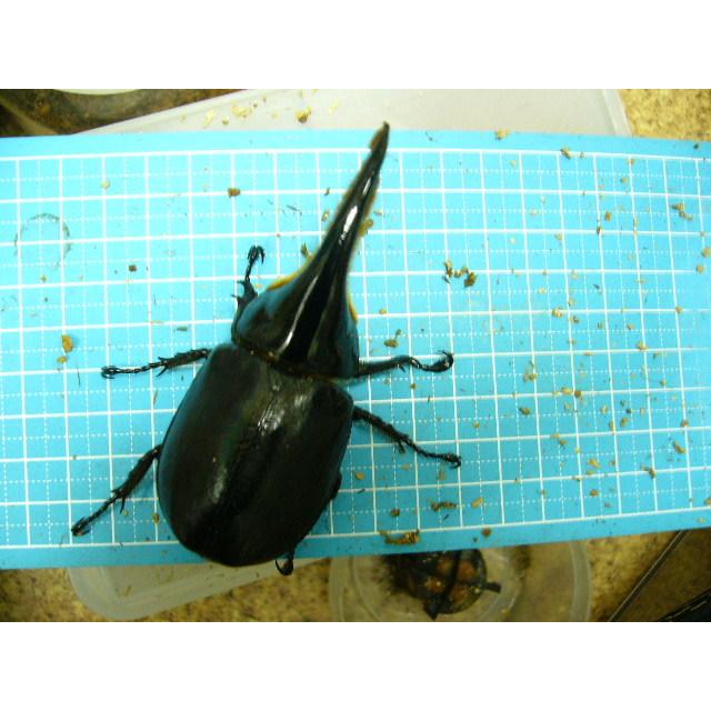 サタンオオカブト 95mmup単品 Satan97 Insectgreenhouse 通販 Yahoo ショッピング