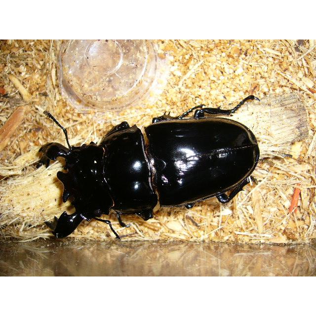 タランドゥスオオツヤ♂80mm単品 : insectGreenHouse - 通販 - Yahoo