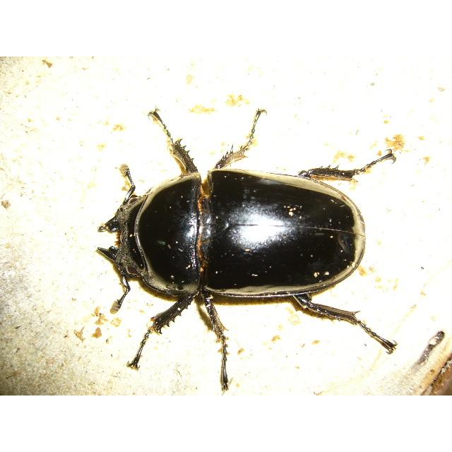 タランドゥスオオツヤ♂85mmペア 