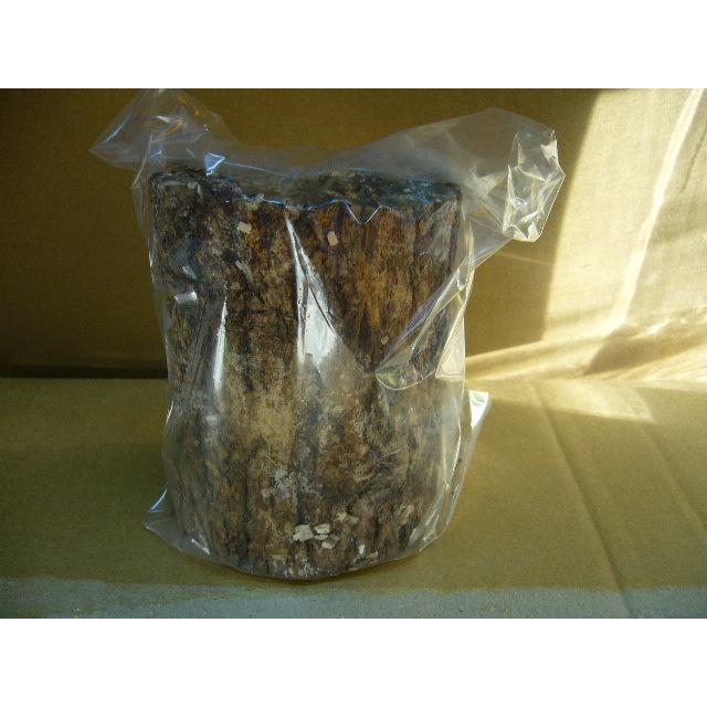 土埋めレイシ材S1本 : insectGreenHouse - 通販 - Yahoo!ショッピング