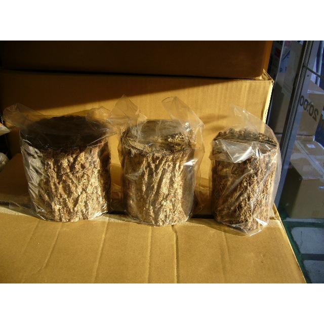 土埋めレイシ材S1本 : insectGreenHouse - 通販 - Yahoo!ショッピング