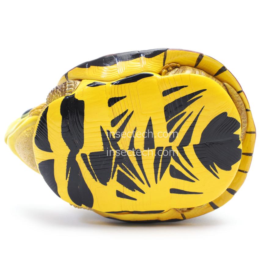 動物の惑星】コガネハコガメ フィギュア : インセクテック動物の