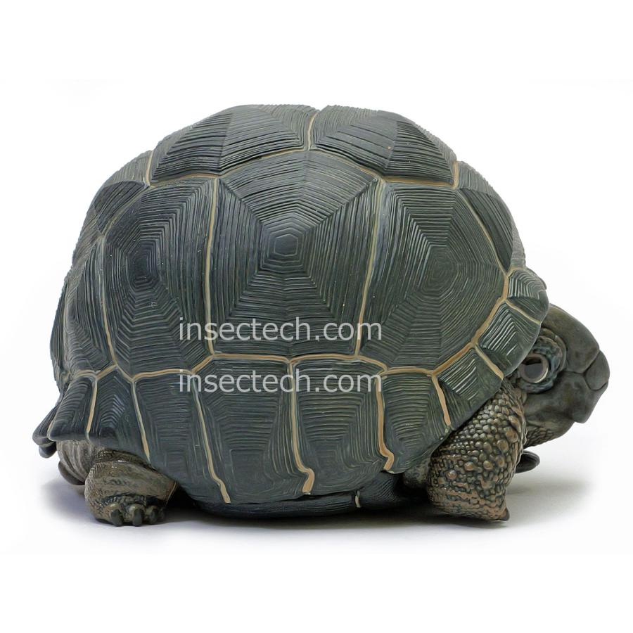 動物の惑星】アルダブラゾウガメ フィギュア : インセクテック
