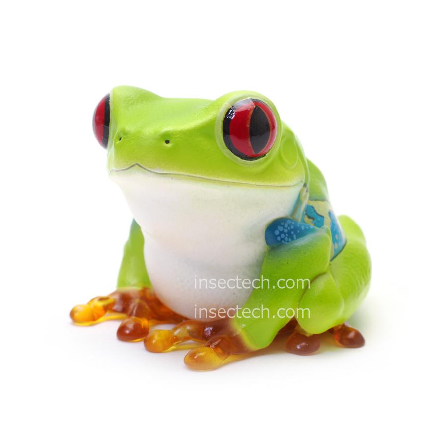 動物の惑星】アカメアマガエル フィギュア : インセクテック動物の惑星
