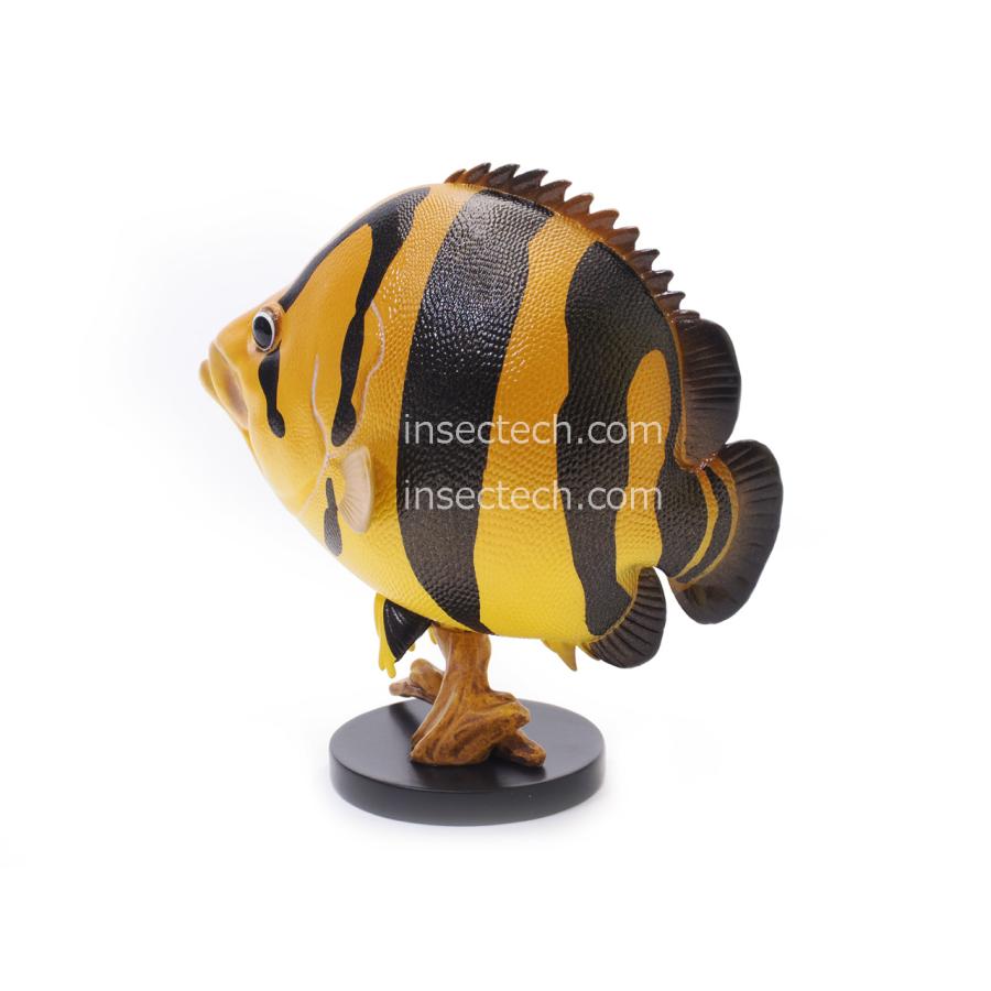 動物の惑星】ダトニオ・プルケール（タイ）フィギュア