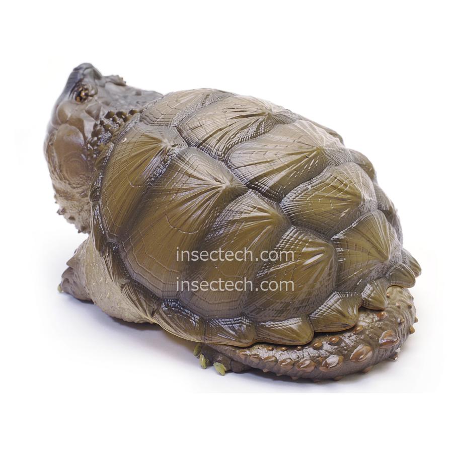 動物の惑星】フロリダカミツギガメ フィギュア : インセクテック動物の