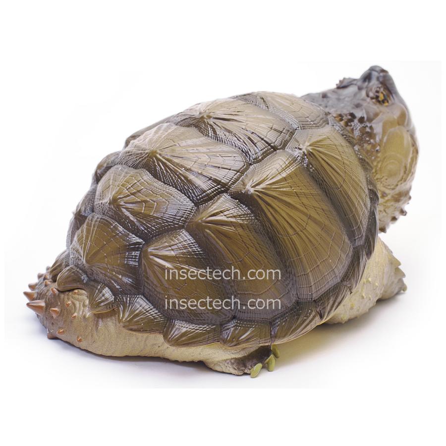 動物の惑星】フロリダカミツギガメ フィギュア : インセクテック動物の