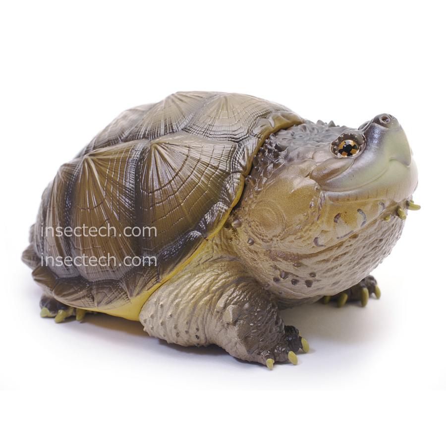 動物の惑星】フロリダカミツギガメ フィギュア : インセクテック動物の