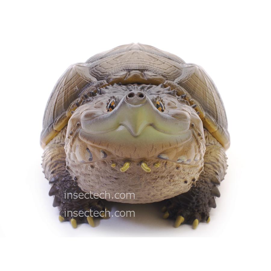 動物の惑星】フロリダカミツギガメ フィギュア : インセクテック動物の