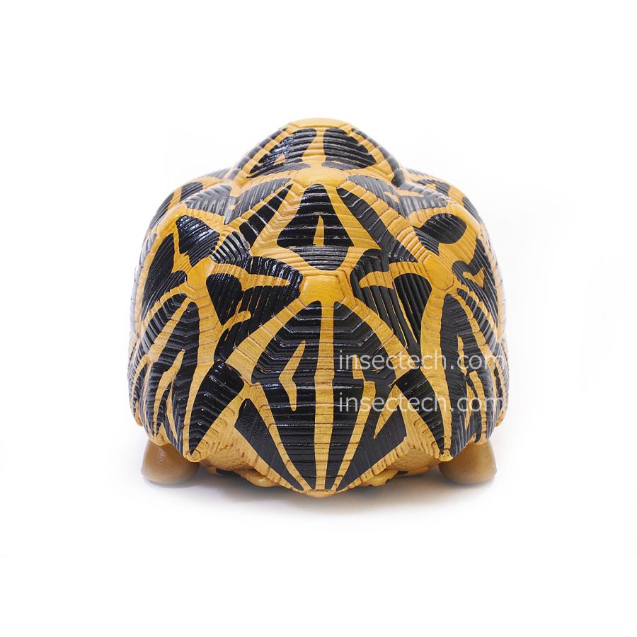 動物の惑星】インドホシガメ フィギュア : インセクテック動物の惑星