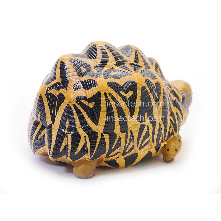 動物の惑星】インドホシガメ フィギュア : インセクテック動物の惑星