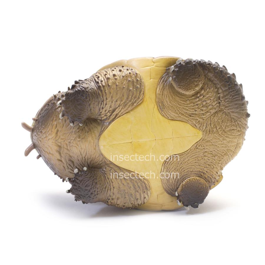 動物の惑星】チュウベイカミツキガメ フィギュア : インセクテック動物