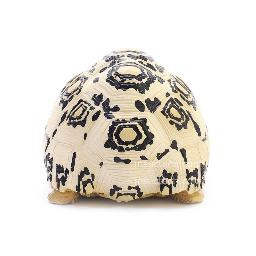 動物の惑星】ヒョウモンガメ フィギュア : インセクテック動物の惑星