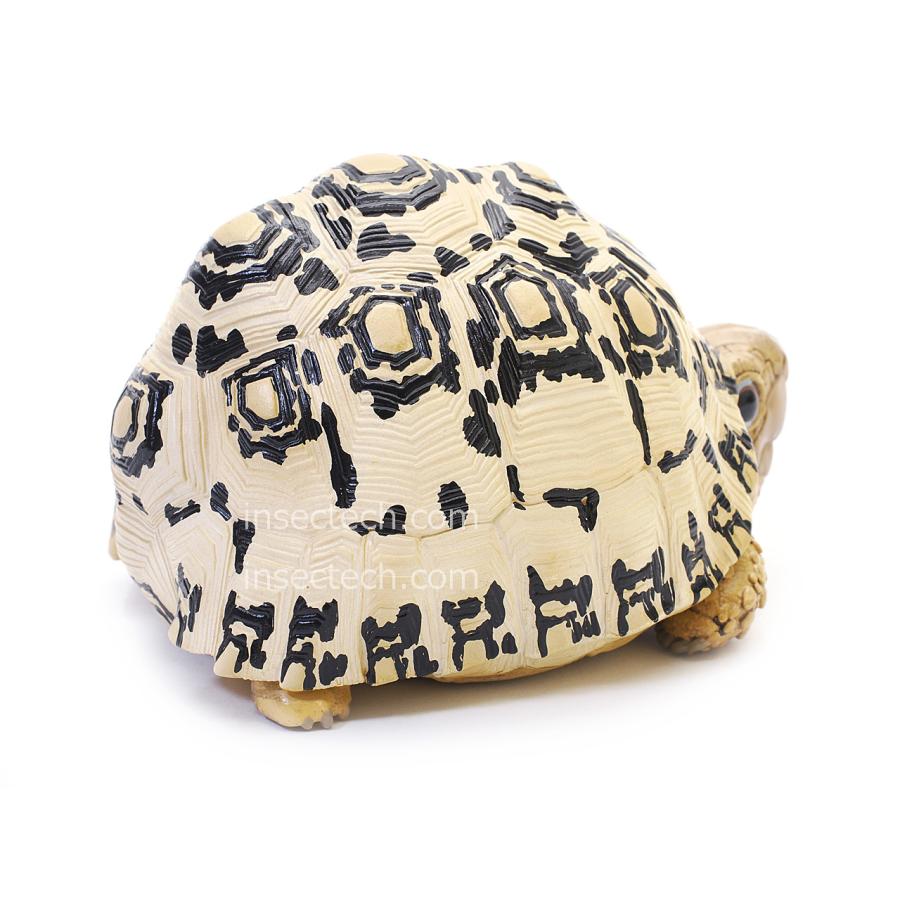 動物の惑星】ヒョウモンガメ フィギュア : インセクテック動物の惑星