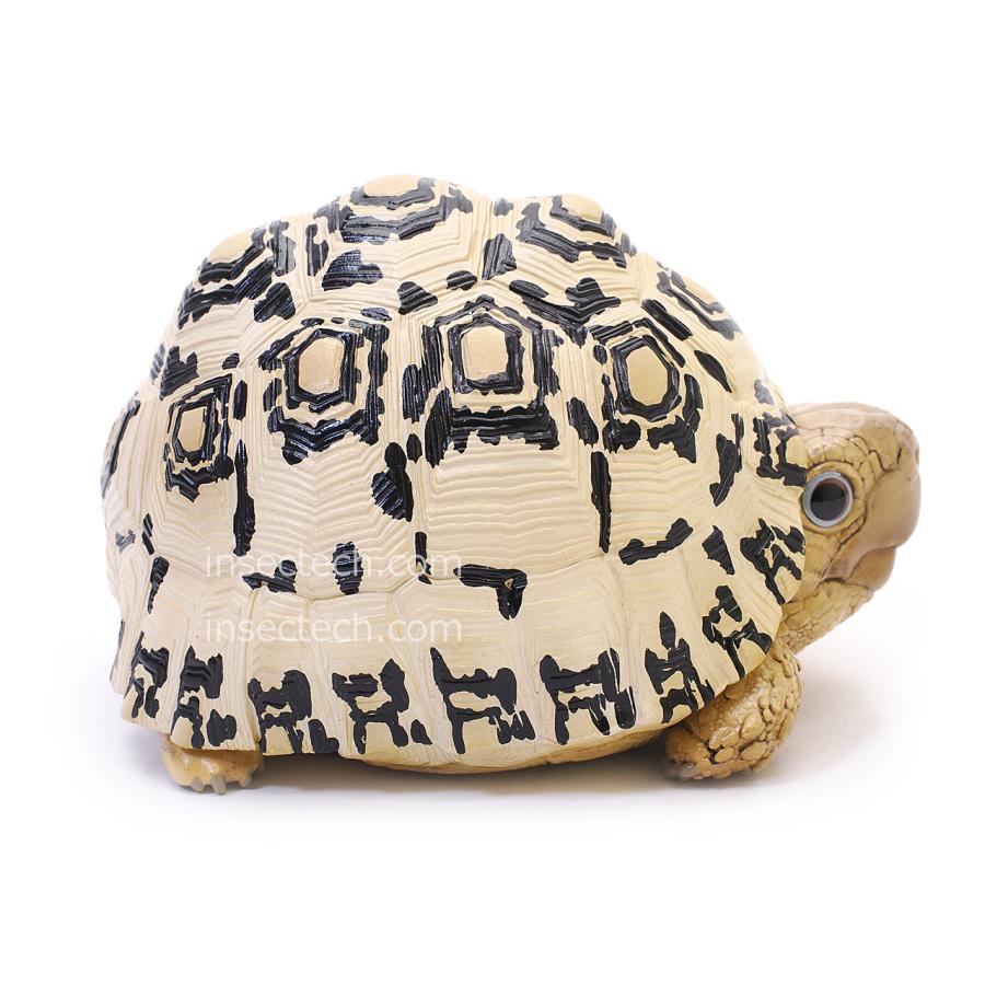動物の惑星】ヒョウモンガメ フィギュア : インセクテック動物の惑星