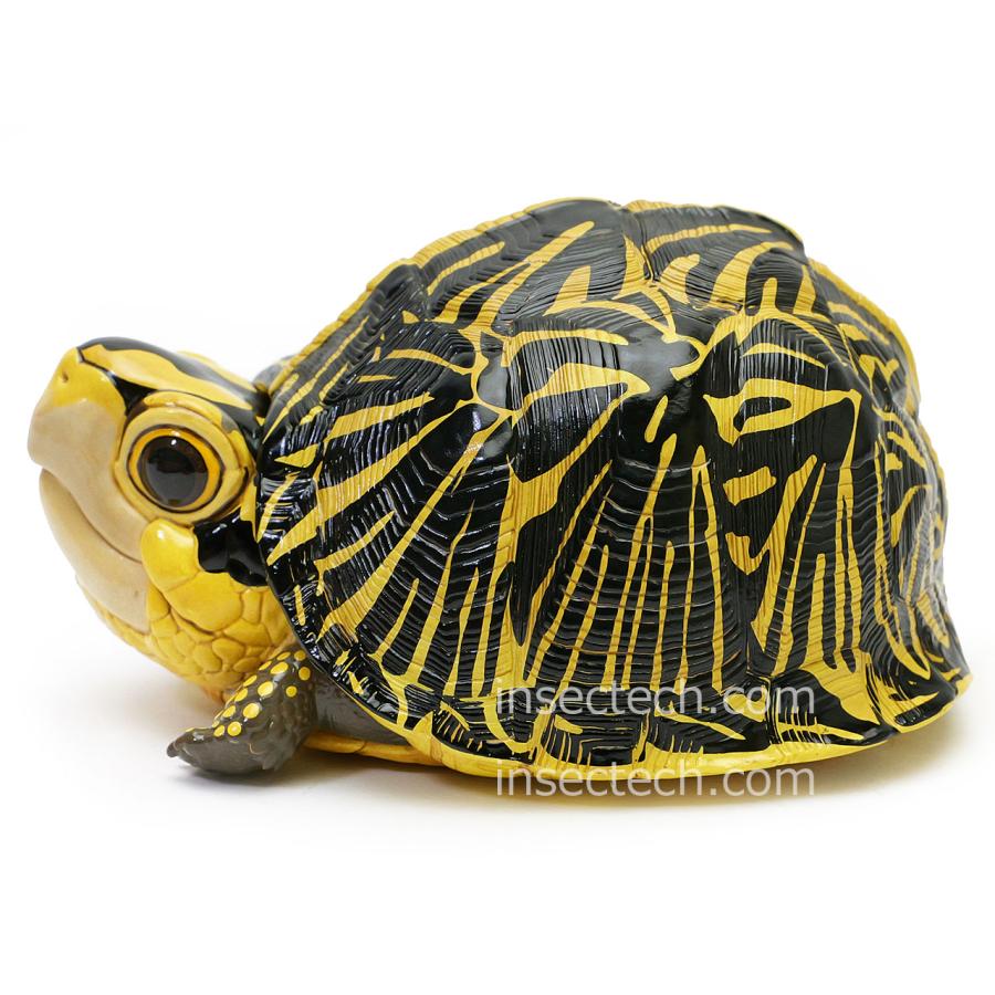 新！【動物の惑星】フロリダハコガメ フィギュア : インセクテック動物