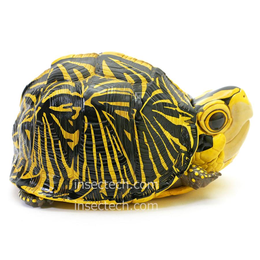 新！【動物の惑星】フロリダハコガメ フィギュア : インセクテック動物