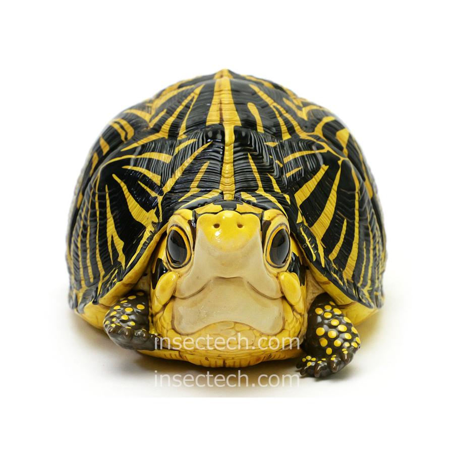 新！【動物の惑星】フロリダハコガメ フィギュア : インセクテック動物