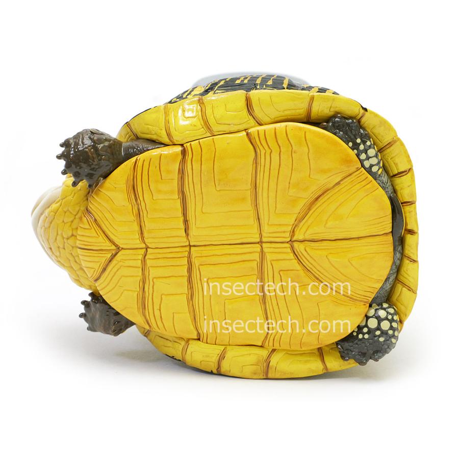 新！【動物の惑星】フロリダハコガメ フィギュア : インセクテック動物