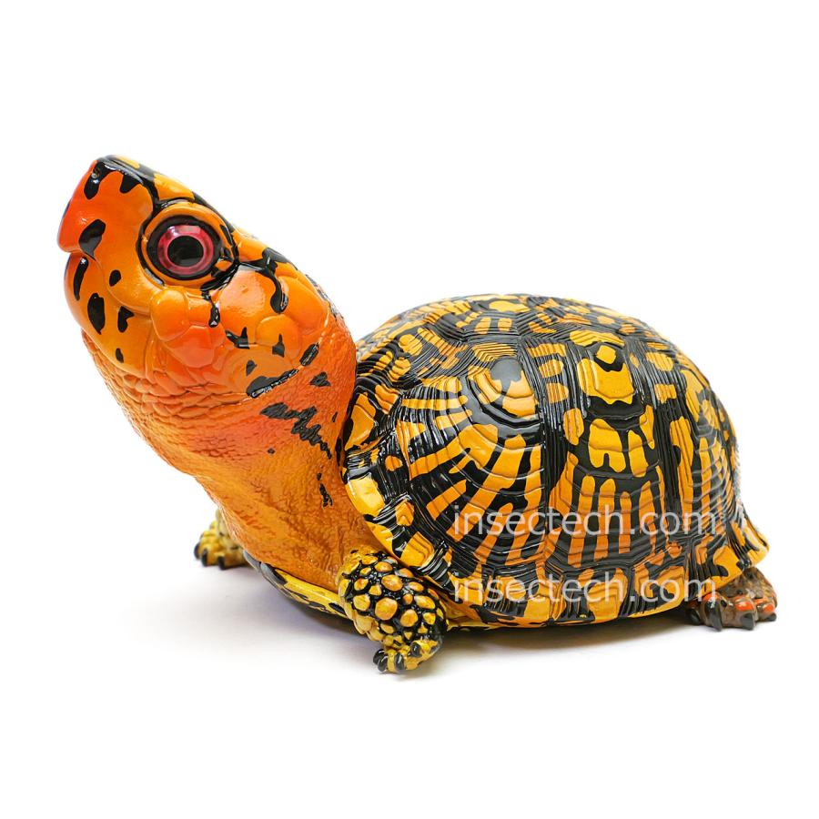 新！【動物の惑星】トウブハコガメ（オレンジ）フィギュア
