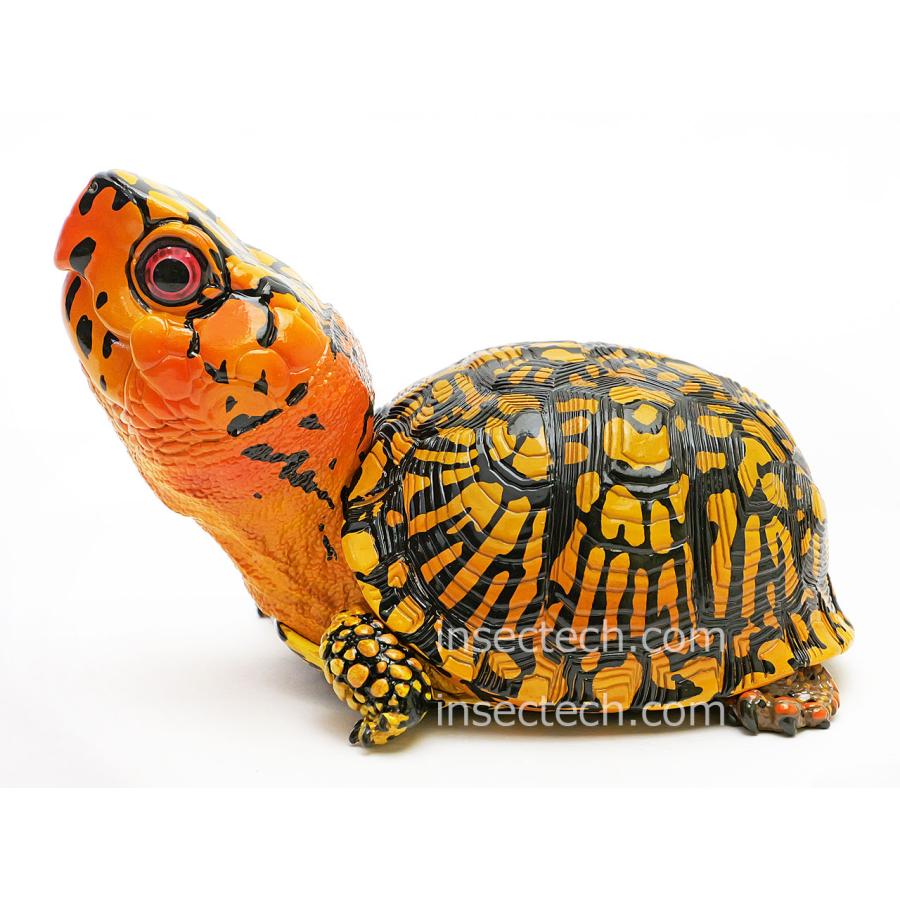 新！【動物の惑星】トウブハコガメ（オレンジ）フィギュア