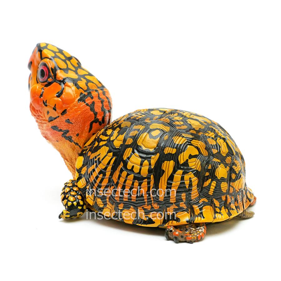 新！【動物の惑星】トウブハコガメ（オレンジ）フィギュア