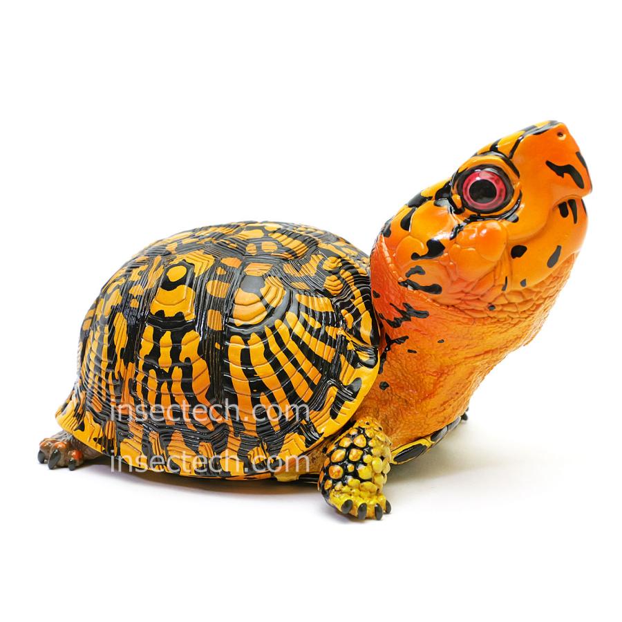 新！【動物の惑星】トウブハコガメ（オレンジ）フィギュア