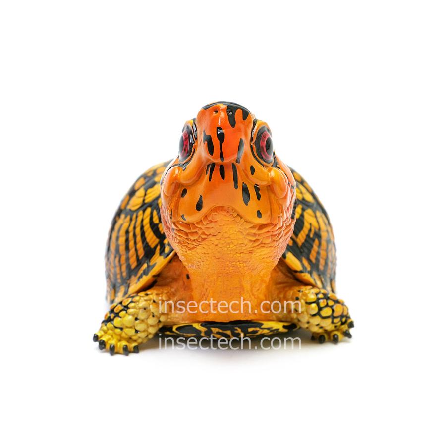 新！【動物の惑星】トウブハコガメ（オレンジ）フィギュア